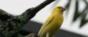 Transparency Report & Warrant Canary for the secure email service Tuta (formerly Tutanota)